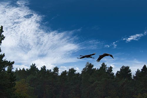 Kraniche fliegen über einen Wald
