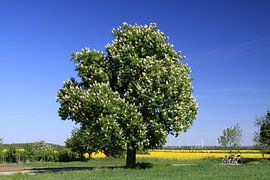 Blühende Kastanie von Karina Gebert