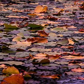 Waterlelies in de herfst van Theo Felten