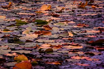 Waterlelies in de herfst