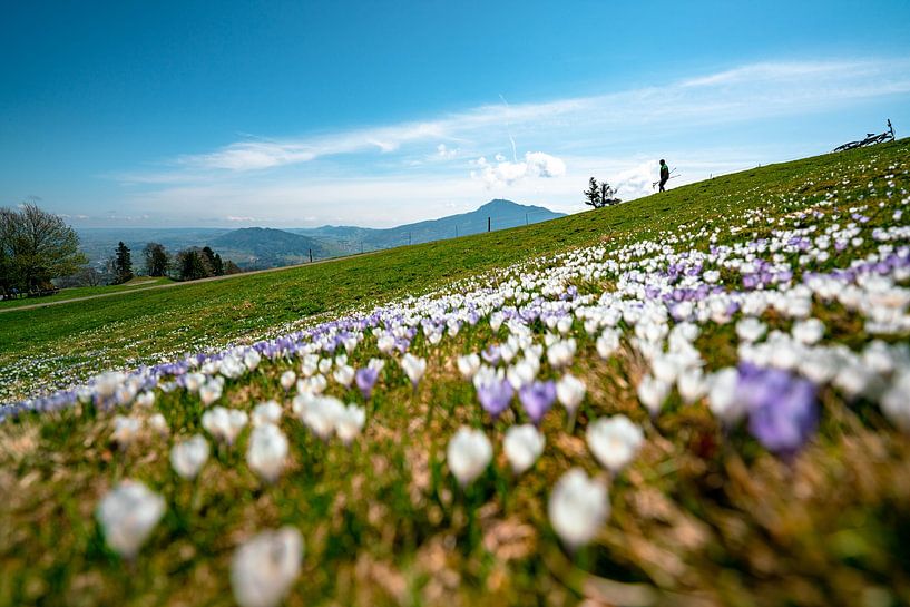 Flowery view of the Grünten from noon by Leo Schindzielorz