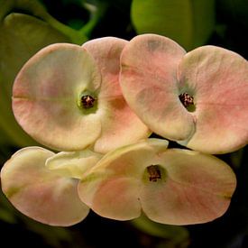 Fleur sur Detlef Georgi