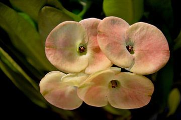 Blüte von Detlef Georgi