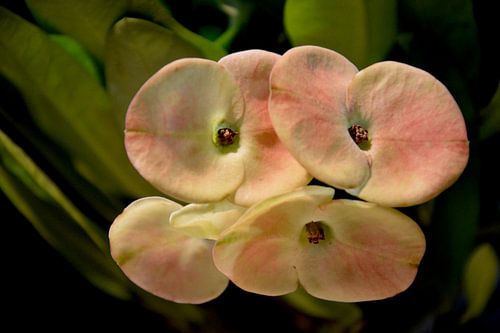 Blüte von Detlef Georgi