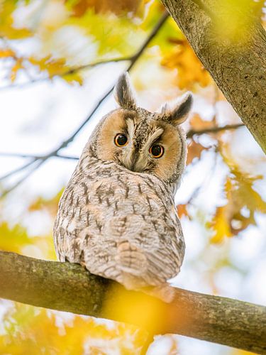 Long-eared owl in autumn colours by Erik Veldkamp