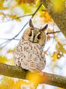 Long-eared owl in autumn colours by Erik Veldkamp thumbnail