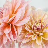 Dahlia