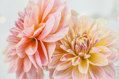 Dahlia