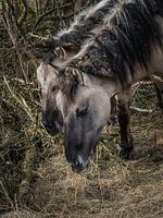 eating konik horses