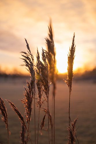 Gras in schöner Abendsonne