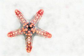 Zeester roze by Ready Or Not