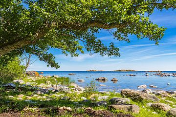 Oostzeekust met rots en boom op het eiland Sladö in Zweden van Rico Ködder