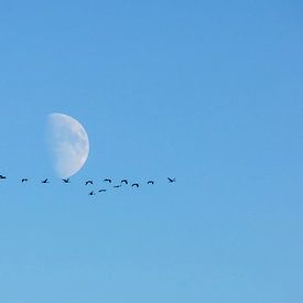 Vorbeiflug am Mond von georgfotoart