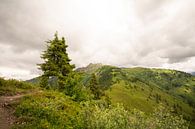 the way to the top by Alena Holtz thumbnail