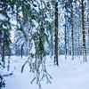 Winter wonderland van Richard Driessen