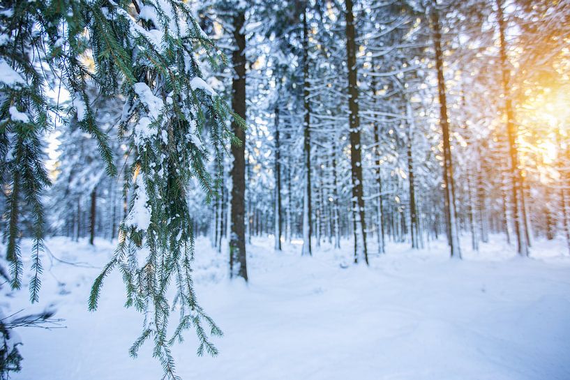 Winter wonderland by Richard Driessen