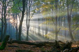 Sun harps in the forest