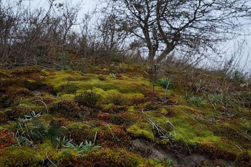 moss by Madeltijntje