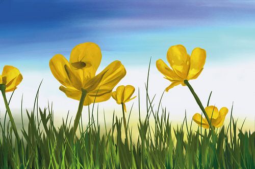 Gele boterbloemen op een wij in de zomer