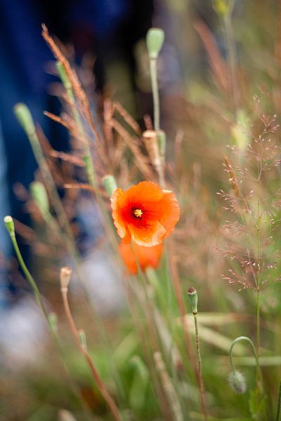 Le coquelicot dans les champs par Els Broers