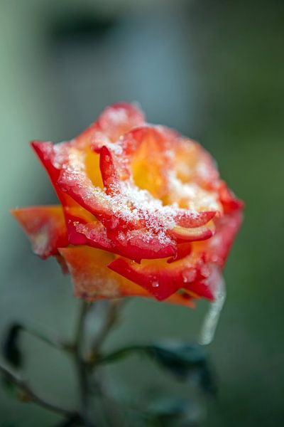 Iced Rose in de winter van t.ART