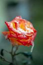 Iced Rose in de winter van t.ART thumbnail