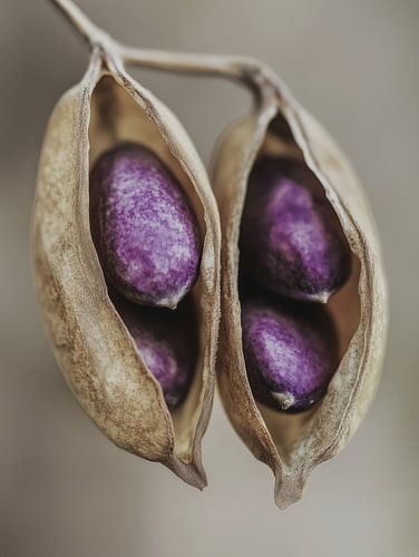 Purple Peas No 3