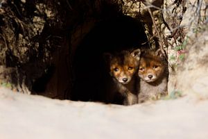 red fox cubs von Pim Leijen