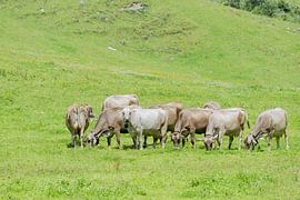 Allgäu Brown Swiss cattle in the Rappenalp valley by Walter G. Allgöwer