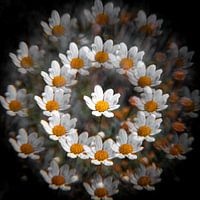 Gänseblümchen, abstrakt