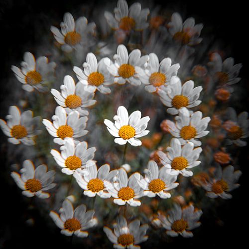 Madeliefjes, abstract