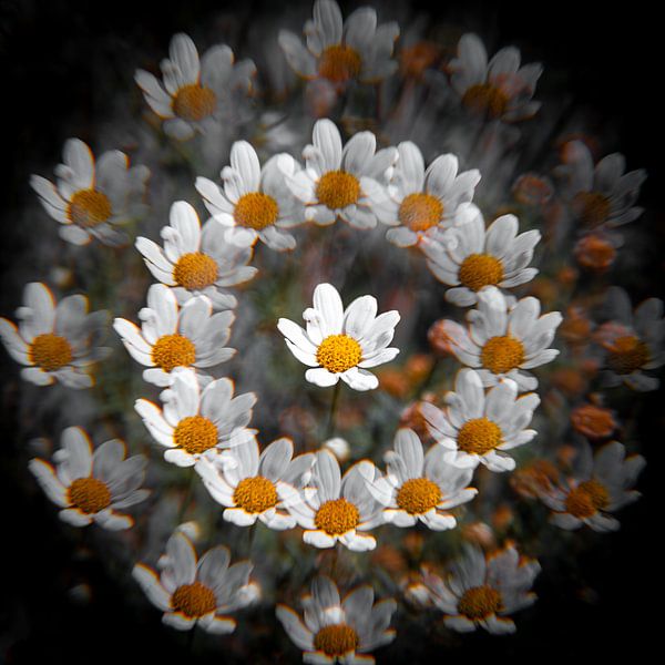 Gänseblümchen, abstrakt von Yanuschka | Fotografie Noordwijk