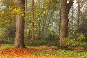 Farben im Wald