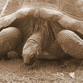 Majestueuze reuzenschildpad in rust. van Jose Lok