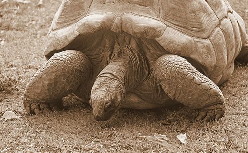 Majestic giant tortoise at rest.