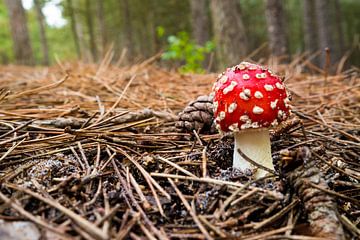Close up van een paddenstoel rood met witte stippen in de Schoorlse Duinen van Natascha Teubl