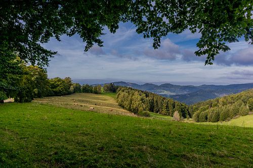 Prachtig wandelparadijs op de Rennsteig/Thüringerwoud