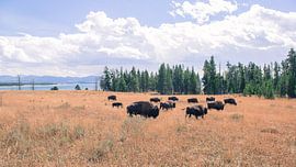 BRUUT by Rutger-Jan Cleiren