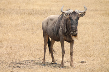 Gnou de Tanzanie
