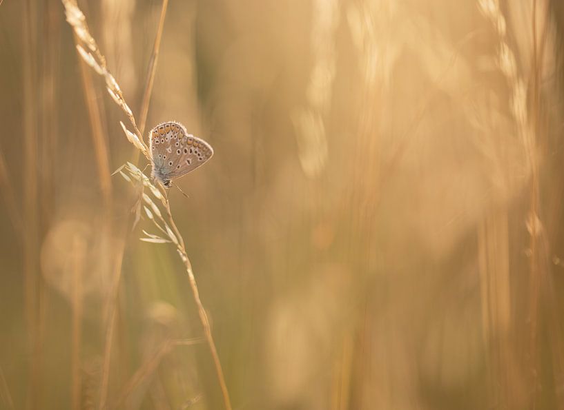 beautiful light by Remco loeffen