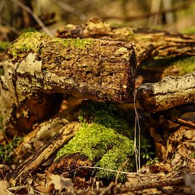 Richard Csorba Profile picture