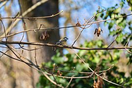 Kohlmeise auf einem Zweig