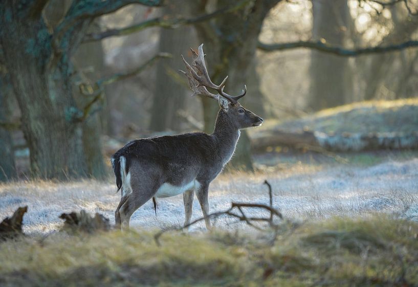 Fallow deer in nature reserve by Dirk van Egmond