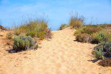 Sentier dans les dunes avec herbes et fleurs sur SusaZoom