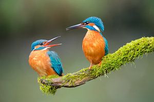 Martin-Pêcheur sur Martins-pêcheurs - Corné van Oosterhout