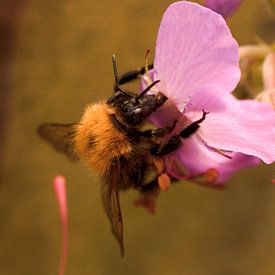 Bee on a flower von Sanne van der Valk