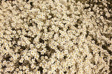 weiße Blumen, weiße Blumen von anne droogsma