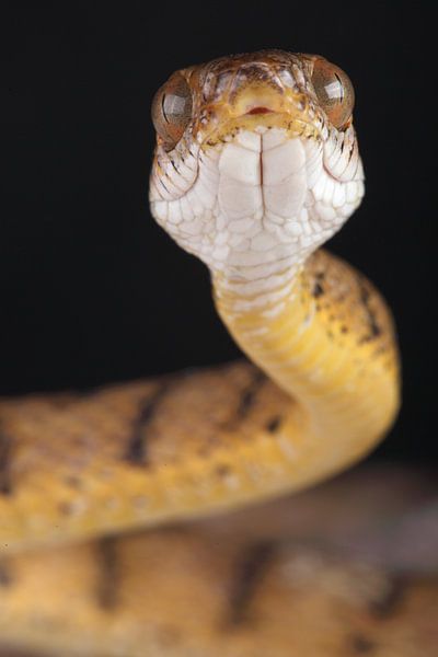 Brown Tree Snake (Boiga irregularis) by Ronald Pol