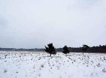 Un hiver néerlandais typique
