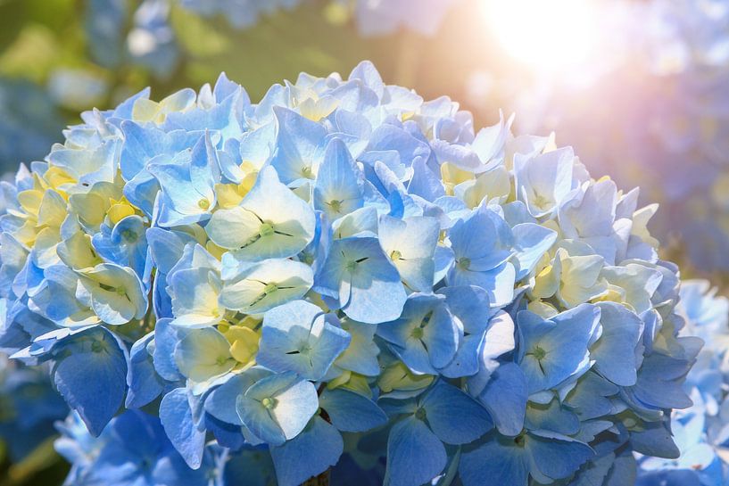 Blue hydrangea blossom in the morning light by SusaZoom